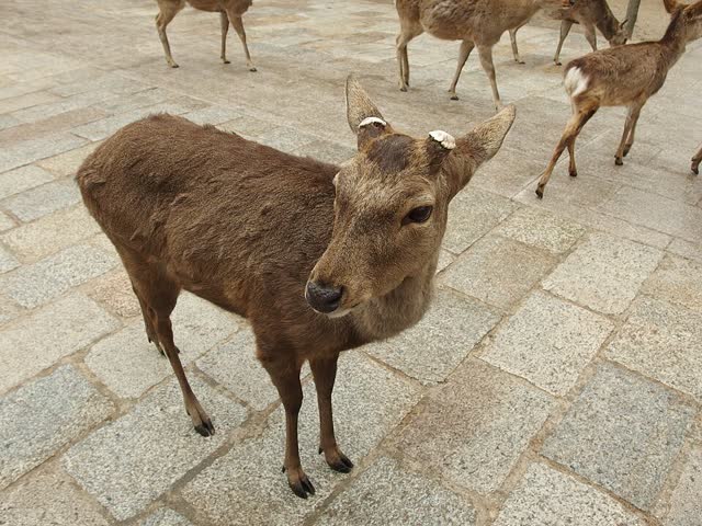 Deer at Todai-ji in Nara